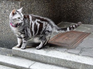 Han-chan, the Tsurui cat (who is very similar to our own Saphie-cat), both silver tabbies.